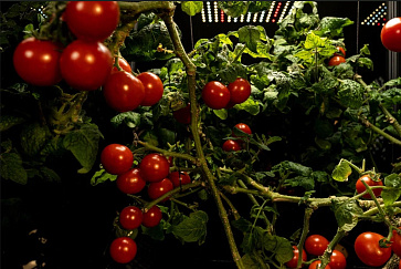 Интелектуальный фитобокс для выращивания овощей или пряных трав – портал поставщиков НСППО - 3